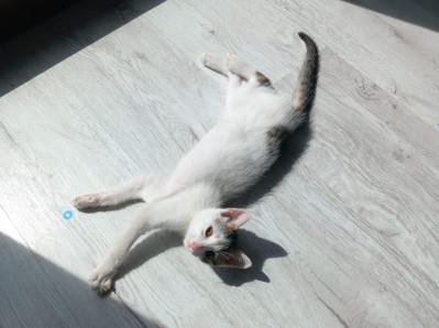 Wszyscy opiekujemy si� Fik�