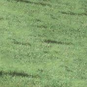 grass